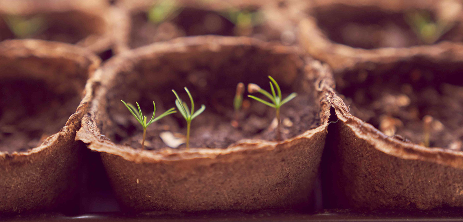 White Spruce Seed Kit Project Forest