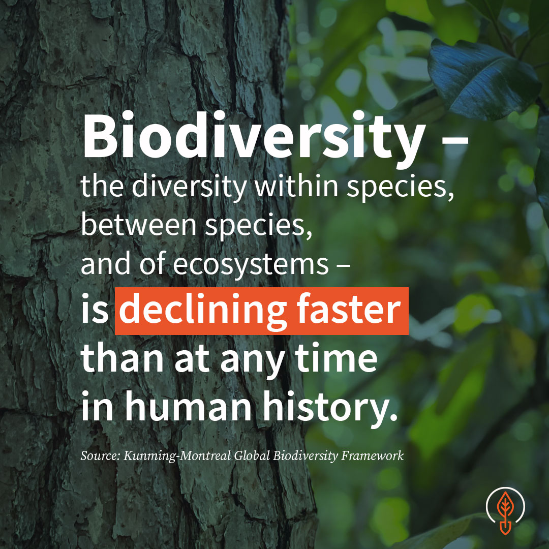Why Biodiversity in Canada’s Forests Matters Now More Than Ever ...