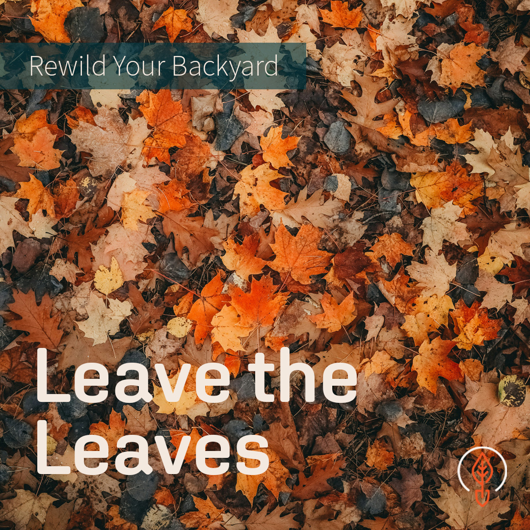Why You Should Just Leave the Leaves - Project Forest