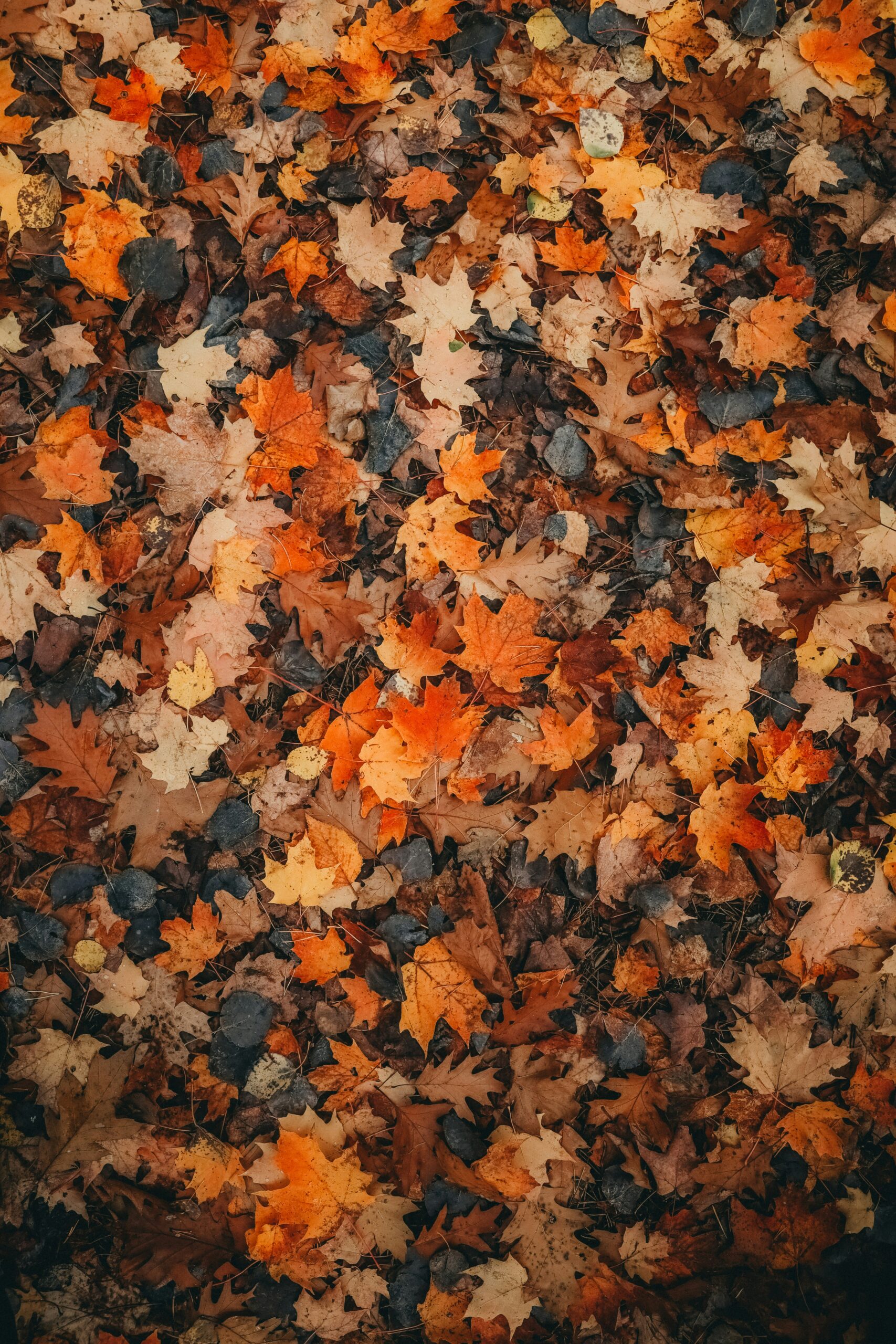 Barbara Leaves