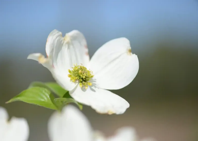 Red Osier Dogwood
