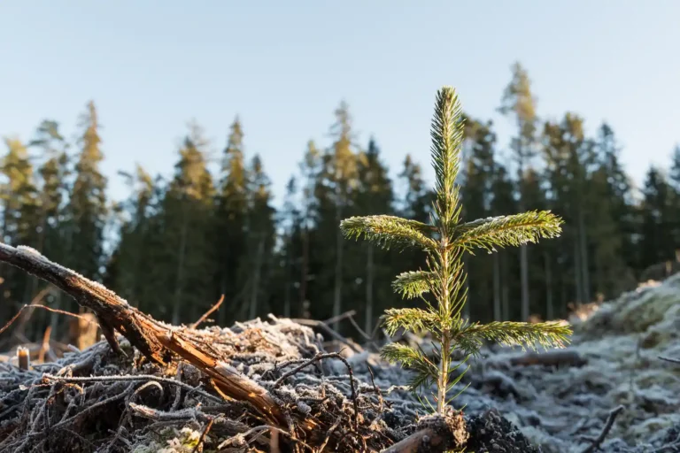 White Spruce