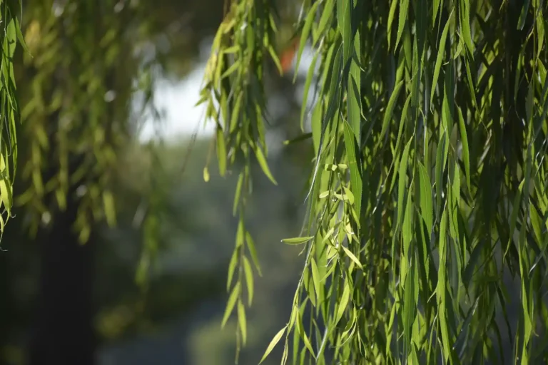 Bebb’s Willow
